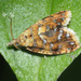 Yellow-spot Tortrix - Photo (c) Felix Riegel, some rights reserved (CC BY-NC), uploaded by Felix Riegel