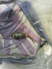Mexican Clingfish photo 4