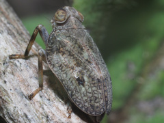 Issus coleoptratus