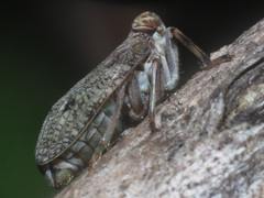 Issus coleoptratus