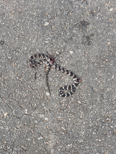 Brazilian Slug-eating Snake