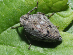 Issus coleoptratus