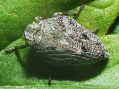 Issus coleoptratus