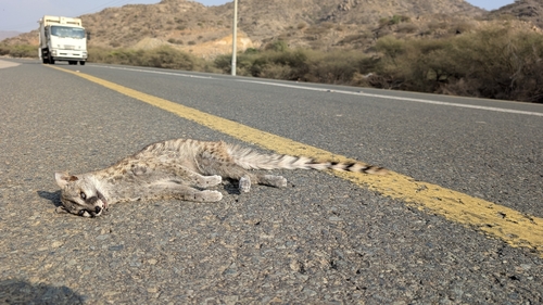 Arabian Small-spotted Genet