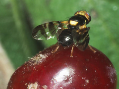Rhagoletis cerasi