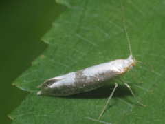 Argyresthia spinosella