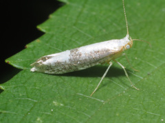 Argyresthia spinosella