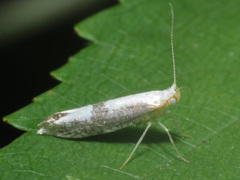 Argyresthia spinosella