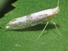 Argyresthia spinosella