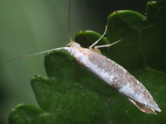 Argyresthia spinosella