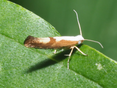 Argyresthia spinosella