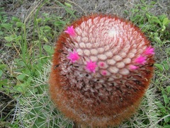 Melocactus intortus