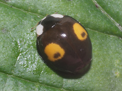 Harmonia axyridis
