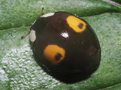 Harmonia axyridis