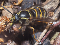 Dolichovespula saxonica