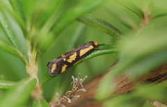 Palimmeces poecilella