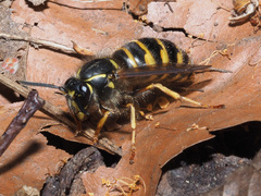 Dolichovespula saxonica