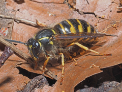 Dolichovespula saxonica