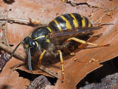 Dolichovespula saxonica