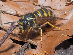 Dolichovespula saxonica
