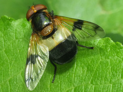 Volucella pellucens
