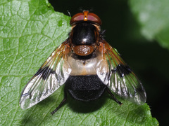 Volucella pellucens