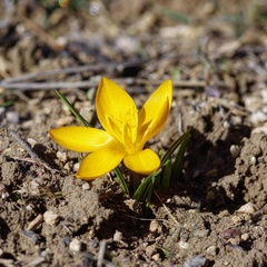Crocus ancyrensis