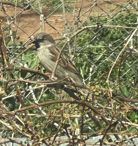 House Sparrow photographed in Oklahoma