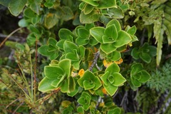 Coprosma serrulata