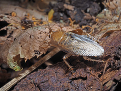 Ectobius vittiventris