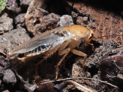 Ectobius vittiventris