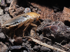 Ectobius vittiventris