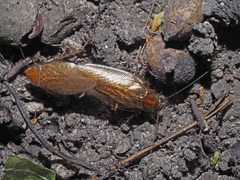 Ectobius vittiventris