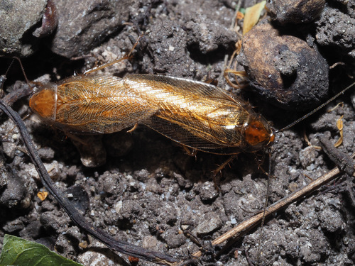 Amber Wood Cockroach, photo 6 of 7