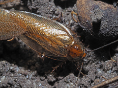 Ectobius vittiventris