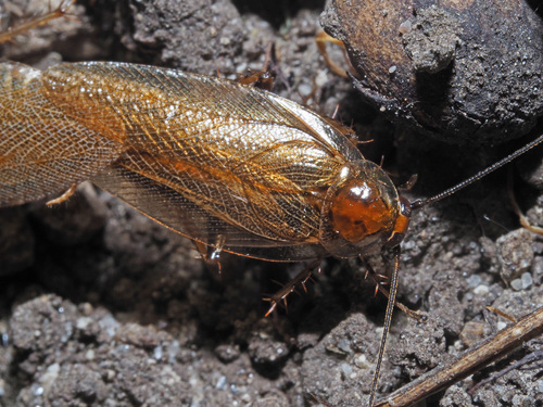 Amber Wood Cockroach, photo 5 of 7