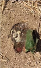 Cestoda