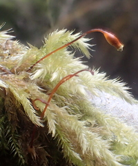 Pseudisothecium myosuroides