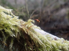 Pseudisothecium myosuroides