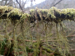 Pseudisothecium myosuroides