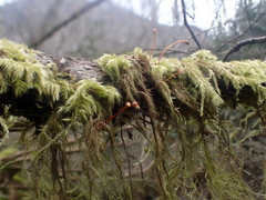 Pseudisothecium myosuroides