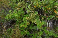 Coprosma serrulata