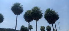 Copernicia alba