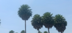 Copernicia alba