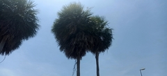 Copernicia alba