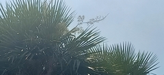 Copernicia alba
