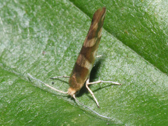 Argyresthia brockeella