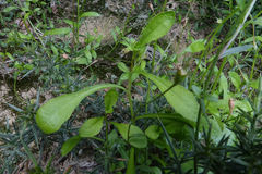 Wahlenbergia rupestris
