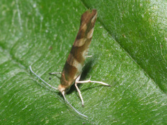 Argyresthia brockeella