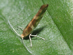 Argyresthia brockeella
